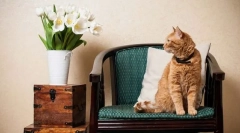 A macska első napjai a házban