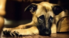 A betegség első jelei a kutyában