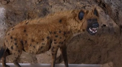 Barlang hyena