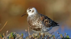 Berengay homok és sandbook