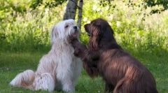 Pyrenean shepherd (fotó): született őrző és pásztor