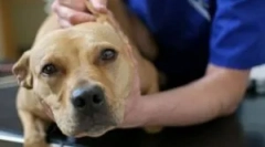 Piroplazmózis: tünetek, diagnózis és kezelés