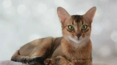 Abyssinian macskák táplálkozása: tárolja takarmány vagy természetes étel