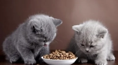 A brit macskák táplálkozása otthon