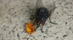 A hazai és más legyek táplálkozása