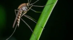 Élelmiszer szúnyogok és képzeletbeli vér