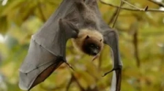 Az illékony egerek táplálkozása a természetben és az otthonban