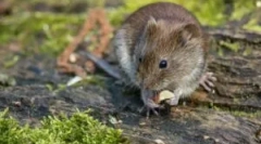 Élelmiszer egerek vadvilágban és otthonban