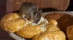 Táplálkozási egerek a házban, és szeretik a sajtot