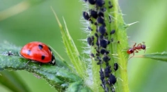 Táplálkozási rovarok