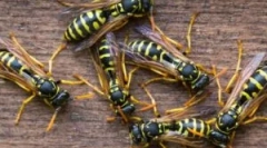 Táplálkozás os és osin méz