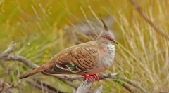 Pitty. A madarak családja