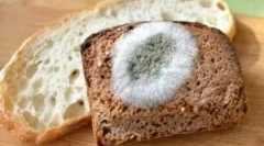 A kenyéren lévő gomba és a megjelenésük okai