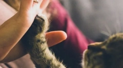 Előnyök és macskák tartalma