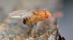 A drosophila gyümölcsei