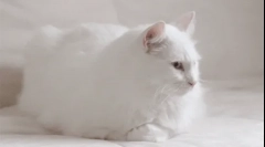 Miért fehér macskák süket?