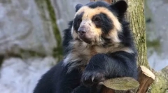 Miért nem élnek az antarktiszban, de pingvinek - az északi-sarkban