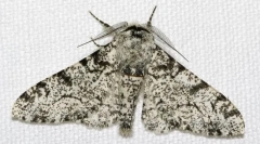 Miért különböző színű nyíl pókok?