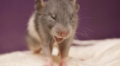 Miért tüsszense patkány: okok, tünetek és kezelés, mit kell tennie