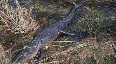 Miért voltak a dinoszauruszok a bolygónk főbb teremtményei?