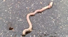 Miért jutnak ki az esővölgyek a földből?