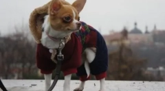 Miért, és mit tehet a chihuahua és mit tehetsz