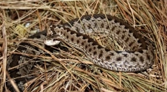 Miért vijuku-t nevezik ibolya