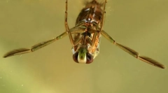 Miért úsznak a kis örömök?