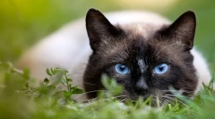 Miért mondják, hogy a macska 9 él?