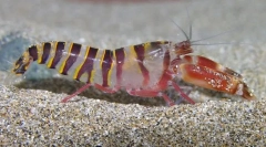 Miért a rákos kuplung betegsége miatt?