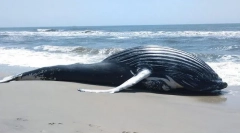 Miért dobják a bálnákat?