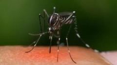 Miért nem minden szúnyogok harapnak?