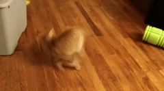 Miért fut a macska a farka mögött?