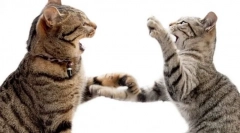 Miért rohant egy macska?