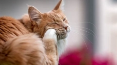 Miért karcolja meg a macska a fülét, és rázza a fejét?