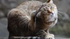 Miért húzódik a macska, ha nincs bolha?