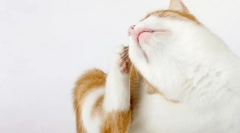 Miért a macska szentséges?