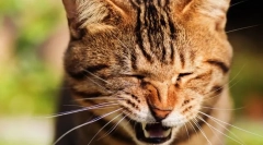 Miért macska chiatets?