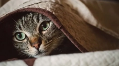 Miért egy macska remeg?