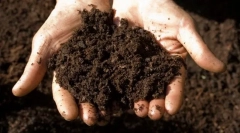 Miért eszik a macska földet