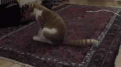 Miért a macska túrák