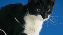 Miért macska rágcsáló vezetékek