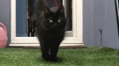 Miért sétál nekem macska?