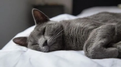 Miért macska horkolás?