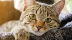 Miért veszít a macska súlya?