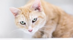 Miért köhögött a macska és görget?