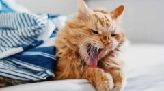 Miért köhögött a macska?