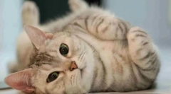 Miért a macska a padlón lovagol?