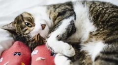 Miért harap a macska a lábak mögött