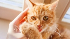 Miért macska bitek?